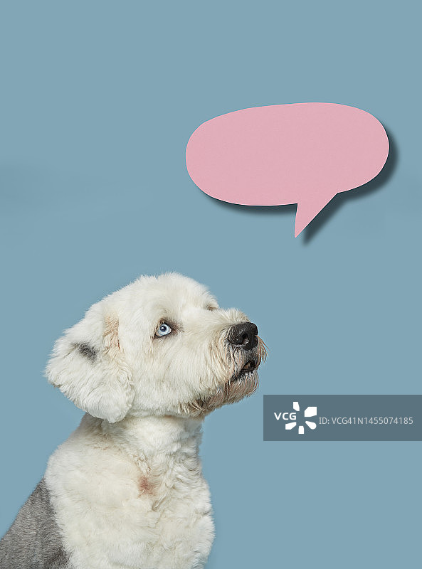 狗狗抬头看，带有对话气泡图片素材