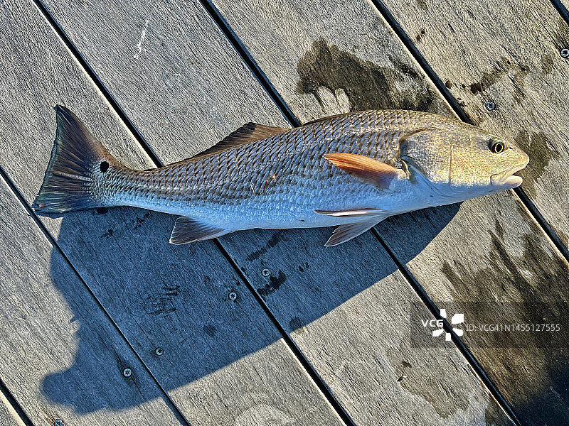 一月红鱼图片素材