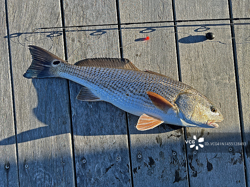 一月鱼图片素材