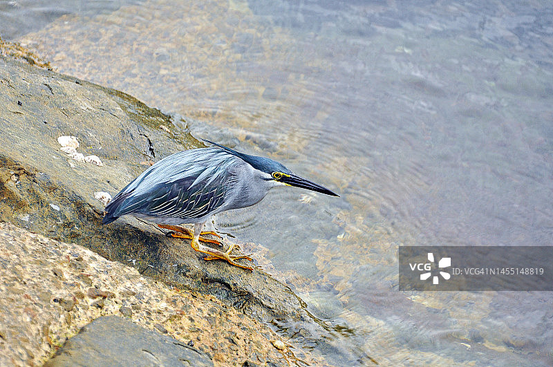 苍鹭觅食图片素材