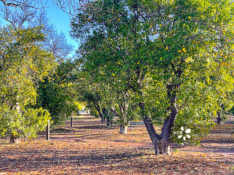 加州州立大学北岭分校的橙树林图片素材