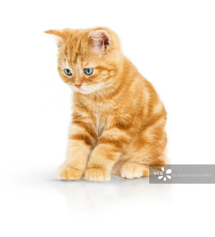 可爱的姜黄色小猫图片素材