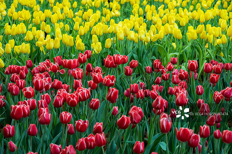 花园里生长的红黄色郁金香图片素材