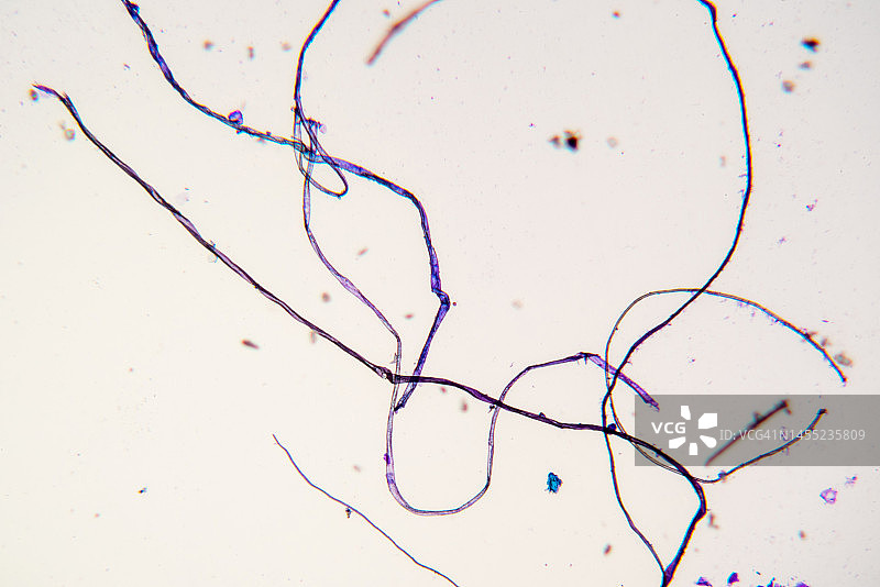 组织纤维，光学显微照片图片素材