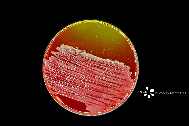 培养皿中培养的细菌图片素材