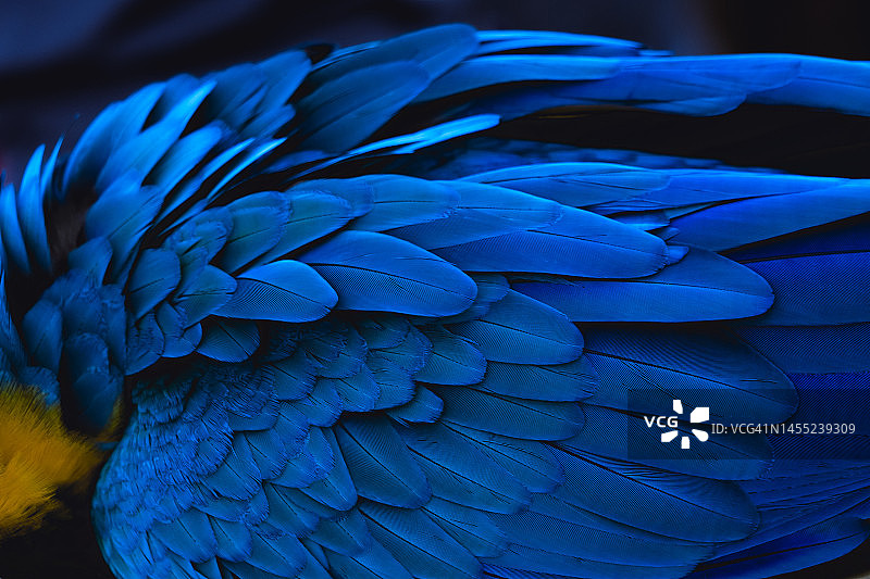 金刚鹦鹉的蓝色羽毛和美丽光泽图片素材