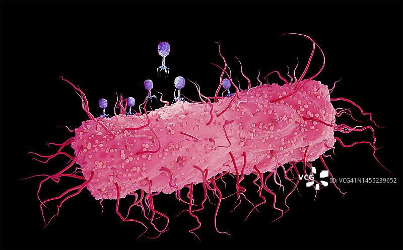 噬菌体感染大肠杆菌，图示图片素材