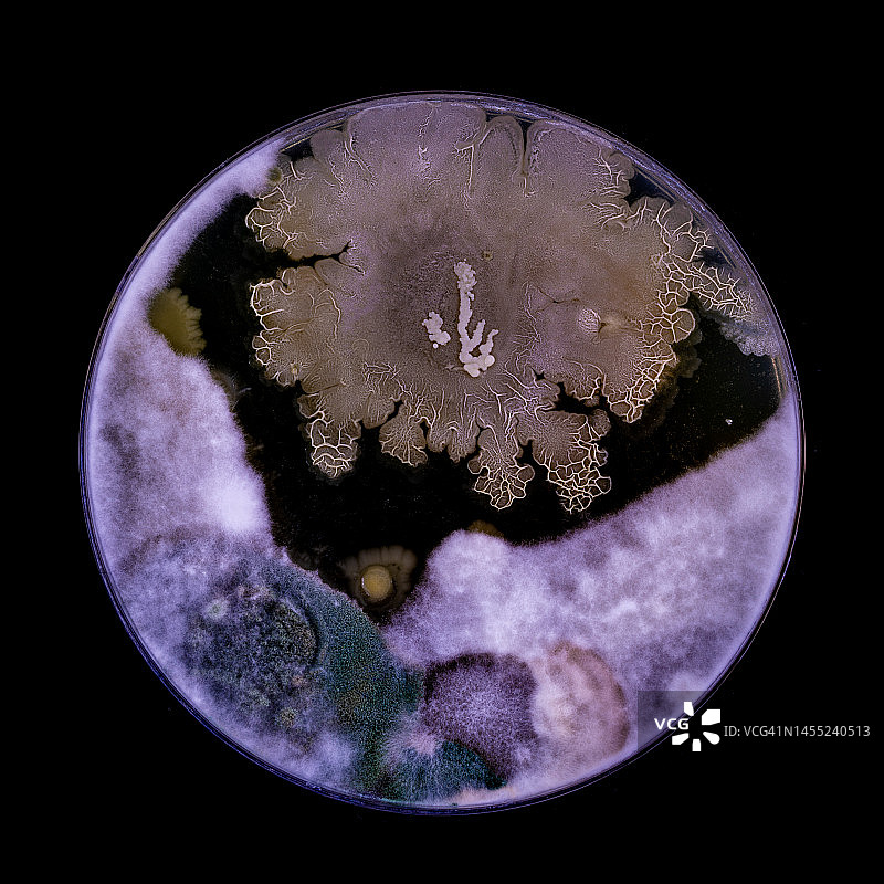 培养皿中培养的细菌和真菌图片素材