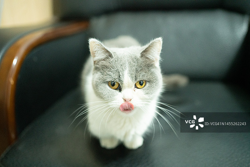 蓝色和白色英国短毛猫图片素材