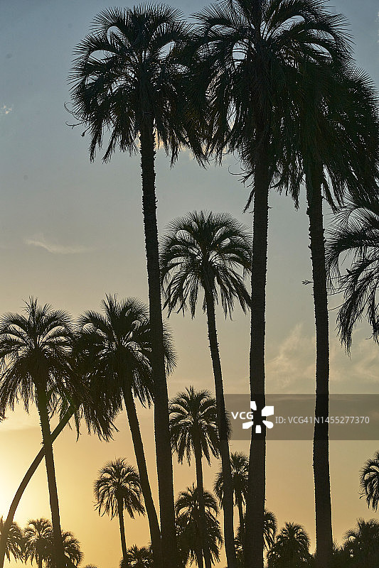 日落时分的雅泰棕榈树剪影图片素材