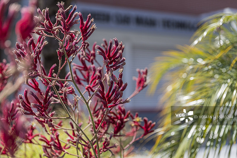 袋鼠爪花图片素材