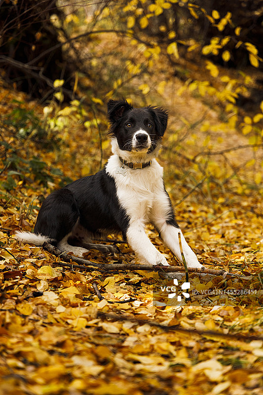 秋季的边境牧羊犬图片素材