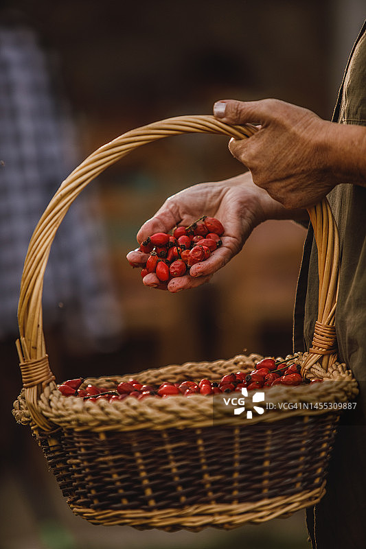 一位不认识的老年妇女拿着一个装满玫瑰果的木篮子并摆弄着图片素材