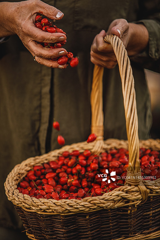 一位不认识的老年妇女拿着一个装满玫瑰果的木篮子并摆弄着图片素材