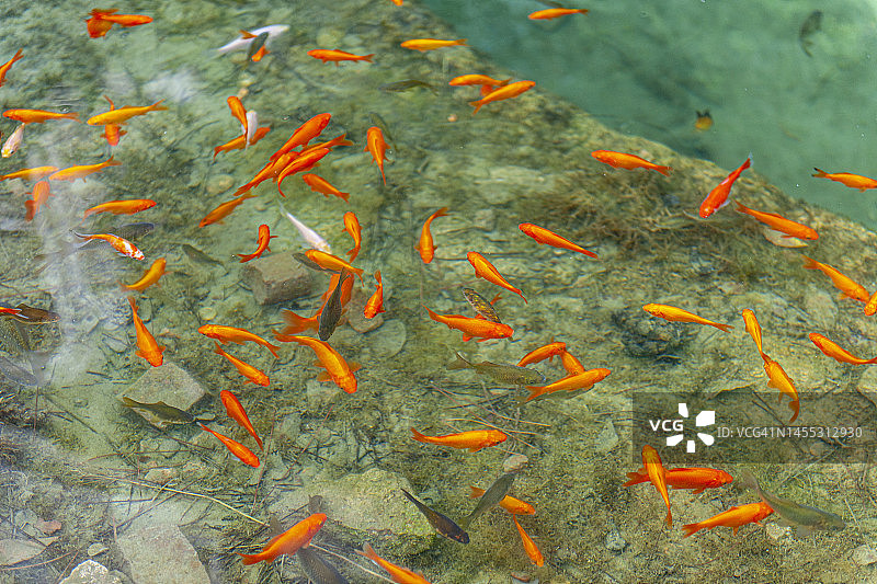 罗马喷泉里的红鱼图片素材