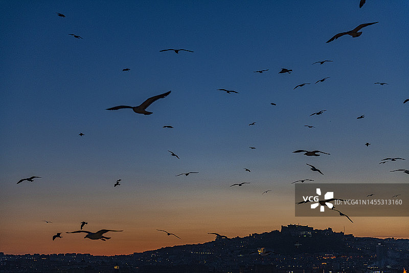 那不勒斯天空中的海鸥图片素材