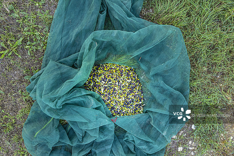 托斯卡纳，沃尔帕亚附近橄榄丰收图片素材