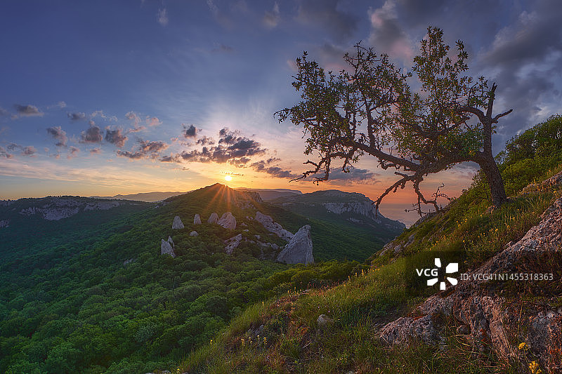 高地日出：前景中的老树和春草，克里米亚伊利亚斯-卡亚山的晨景图片素材