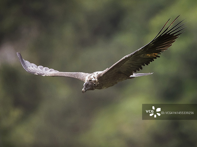 展开翅膀飞行的胡兀鹫图片素材
