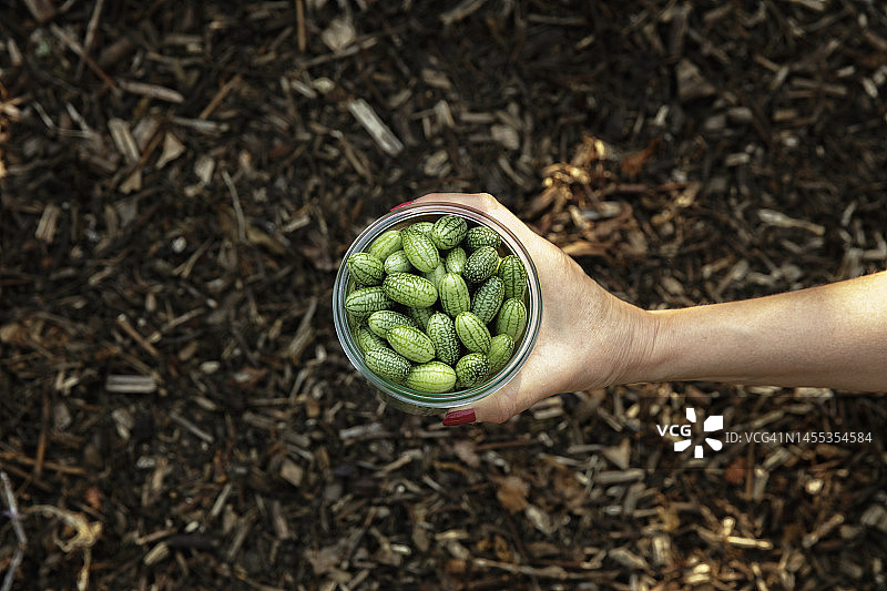 手持迷你黄瓜罐的女性图片素材