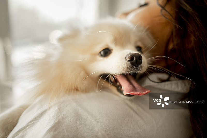 抱着可爱的博美犬的年轻女子图片素材