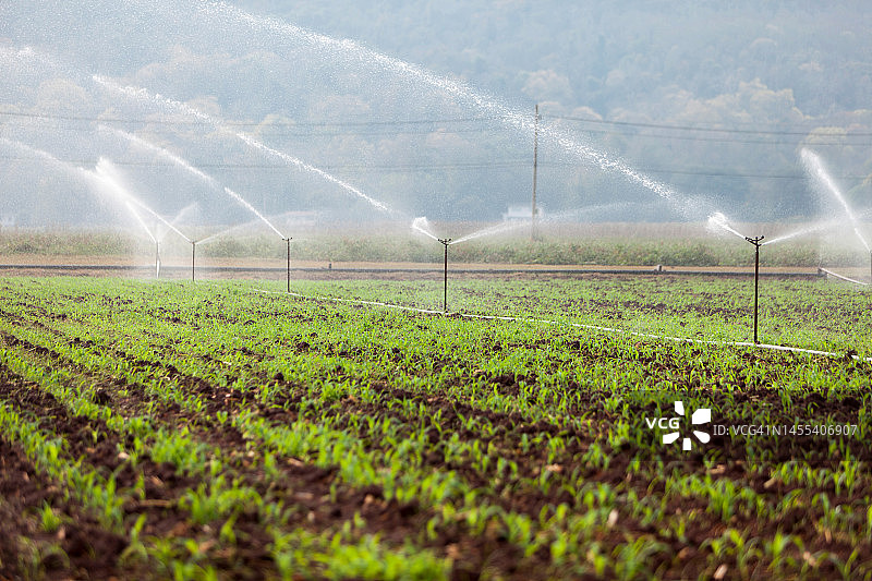 玉米农场农业生产力图片素材