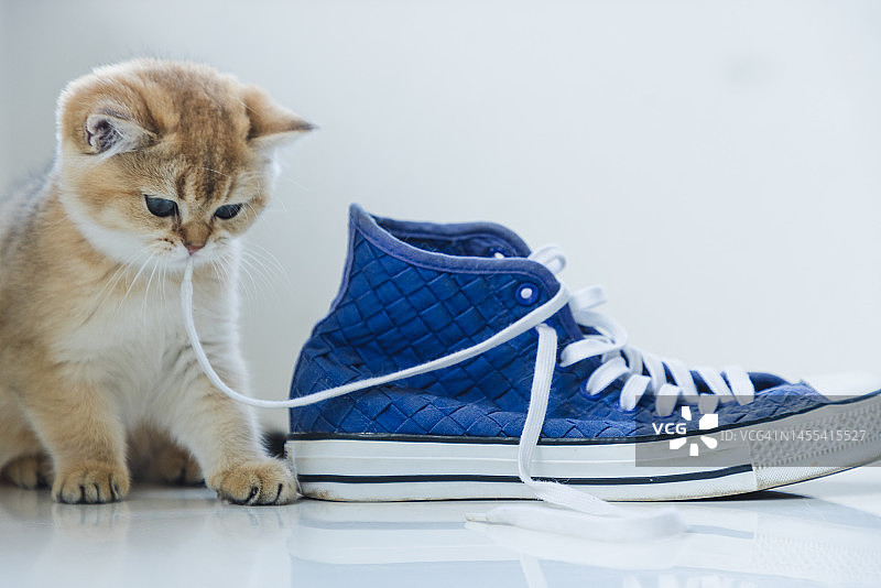 可爱的虎斑猫玩蓝色帆布鞋图片素材