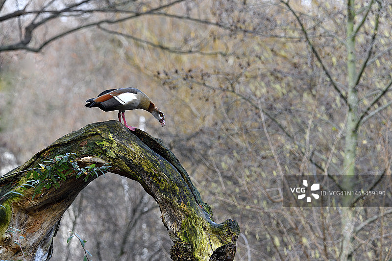 占据高地（埃及雁）图片素材