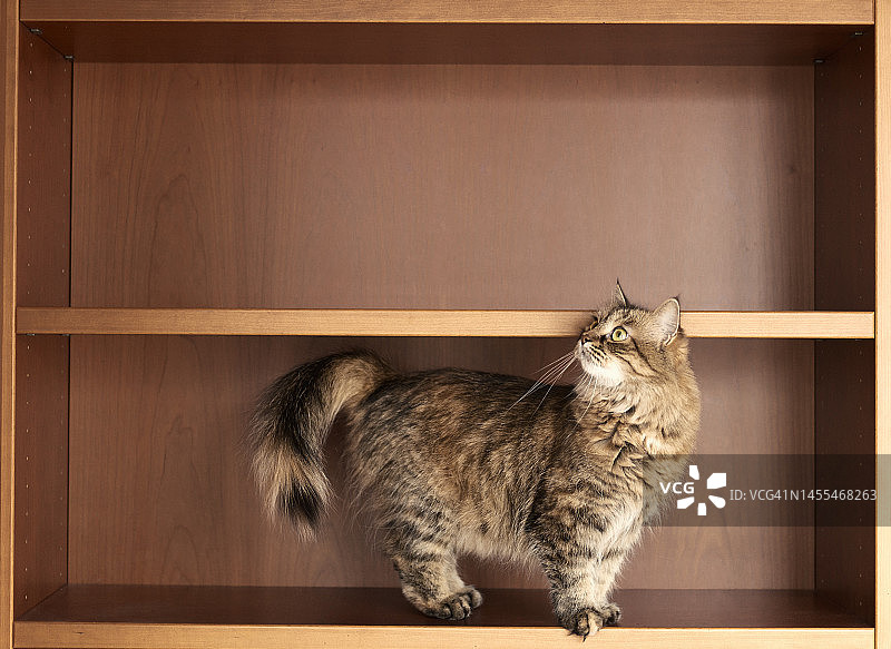 看着空木架的蓬松猫图片素材