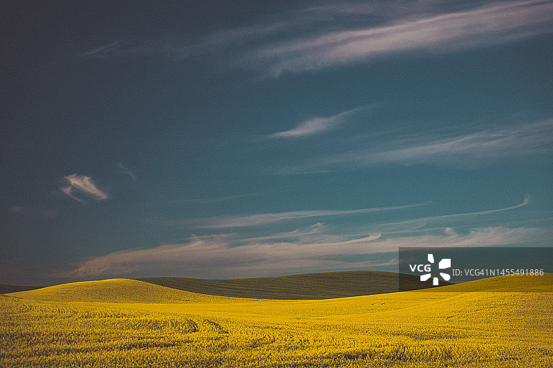 华盛顿东部帕卢斯黄色和绿色田野图片素材