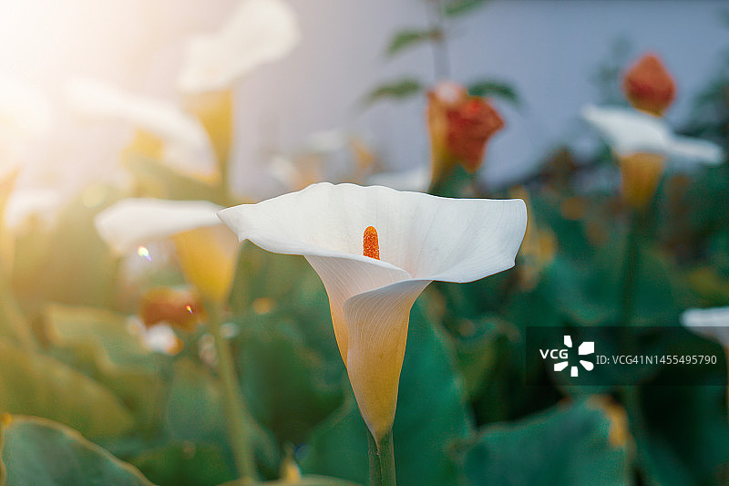 花园里美丽的春天马蹄莲图片素材