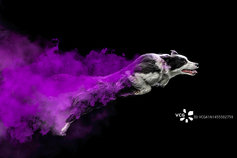 边境牧羊犬跳跃与彩色粉末图片素材