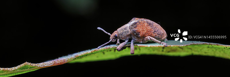 树叶上的象鼻虫图片素材