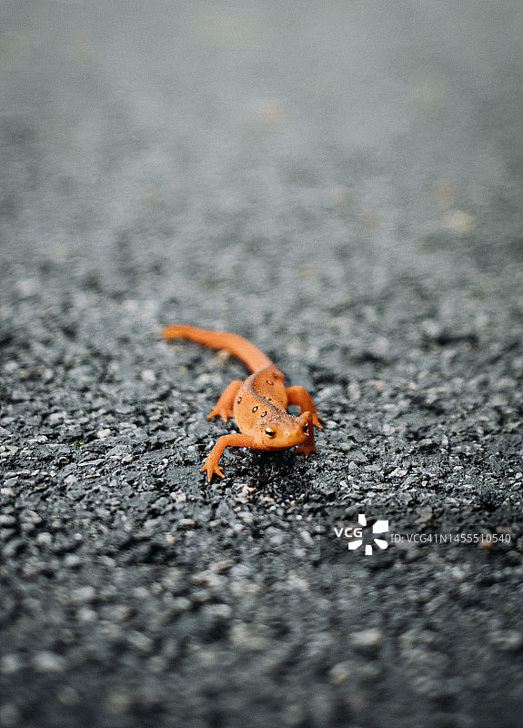 潮湿路面上橙色蝾螈特写图片素材
