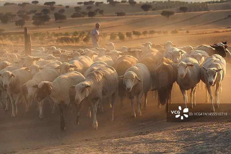 牧羊人与羊群、牛群图片素材