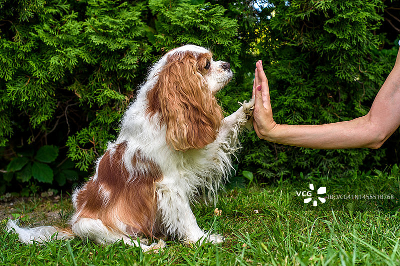 年轻女子在户外训练她的骑士犬。击掌！图片素材