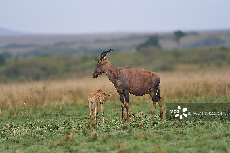 狷羚（达马利克斯·卢纳图斯·吉梅拉），母子，马赛马拉国家保护区，肯尼亚，非洲图片素材