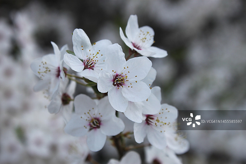 白色樱花枝条特写图片素材