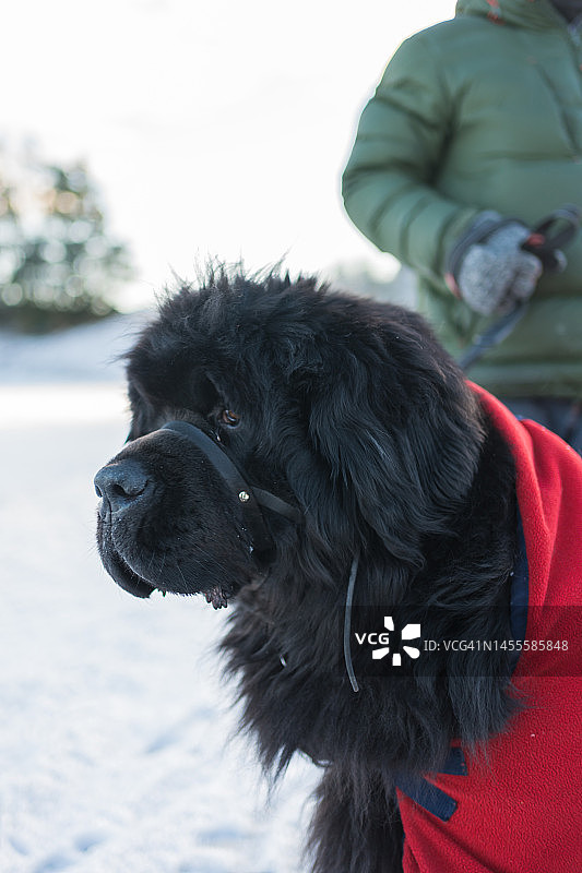 雪地里的纽芬兰犬图片素材
