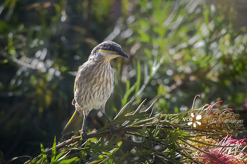 黄脸吸蜜鸟图片素材