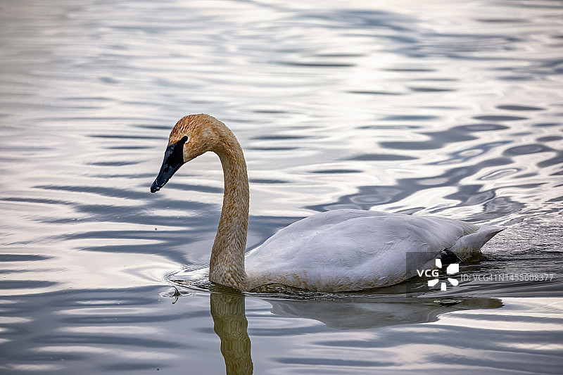 Trumeter Swan图片素材