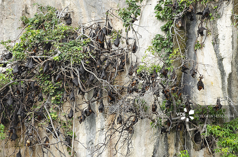 泰国南部：莱尔氏狐蝠栖息在悬崖边图片素材
