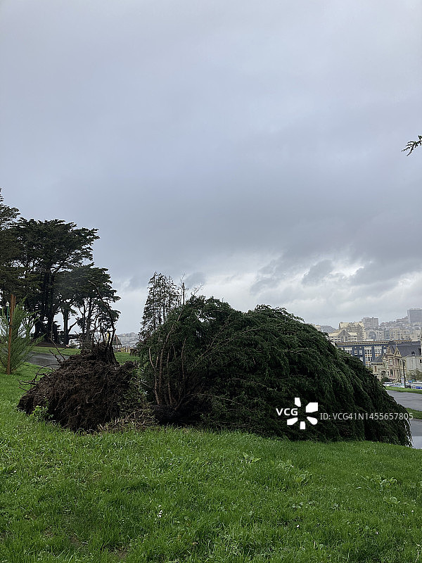 旧金山阿拉莫广场公园里一棵连根拔起的常绿树图片素材
