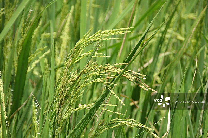 印度尼西亚日惹等待收割的稻田图片素材