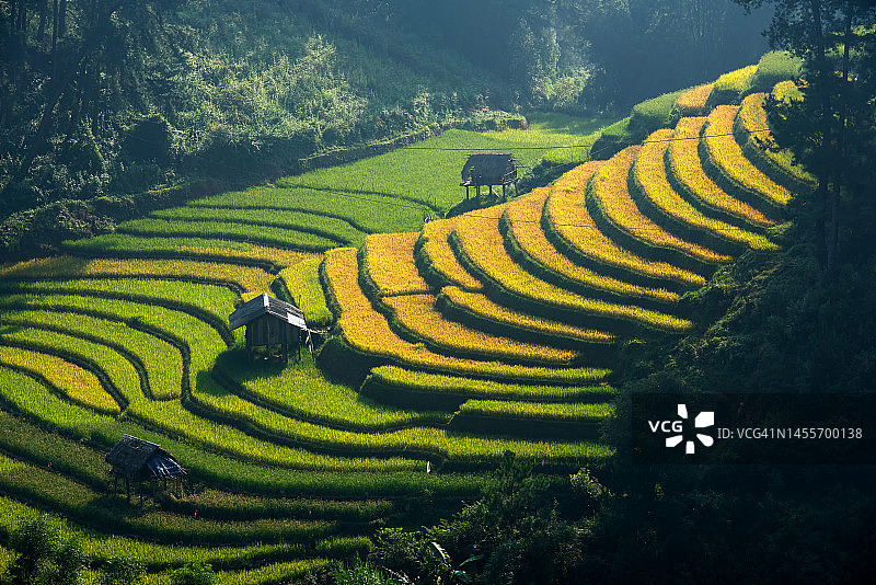 木 Cang Chai 梯田山景图片素材
