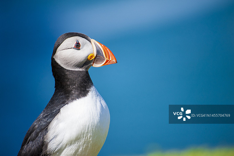 斯科默岛大西洋海鹦图片素材