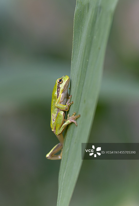 欧洲树蛙图片素材