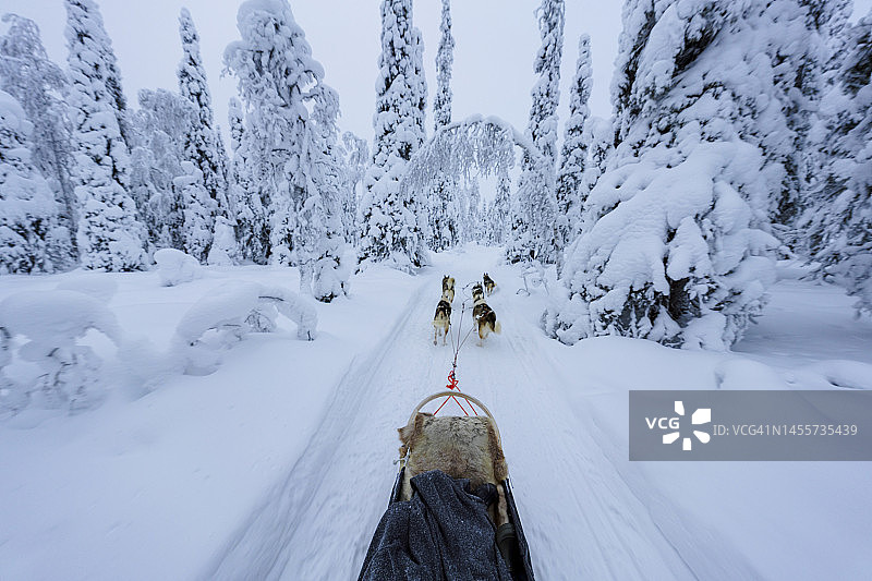 在雪地森林中旅行的狗拉雪橇的个人视角图片素材