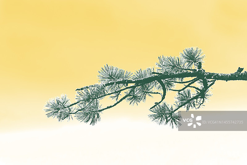 转换为白色和黄色的松树枝，营造冬季场景图片素材
