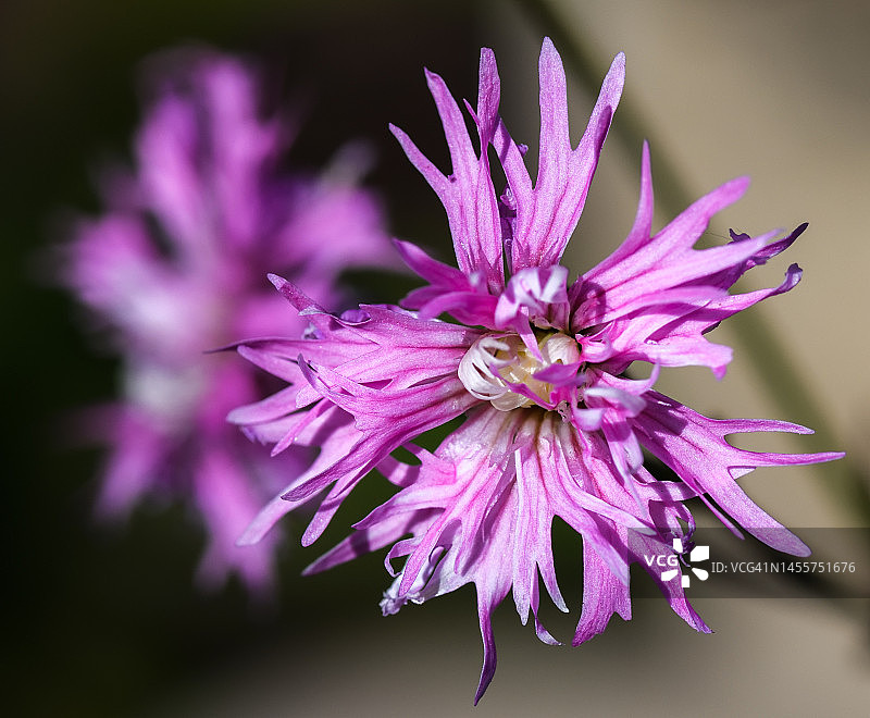 花园中须苞石竹上的粉红色花朵特写图片素材